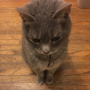 Meet your Posher, Taylor